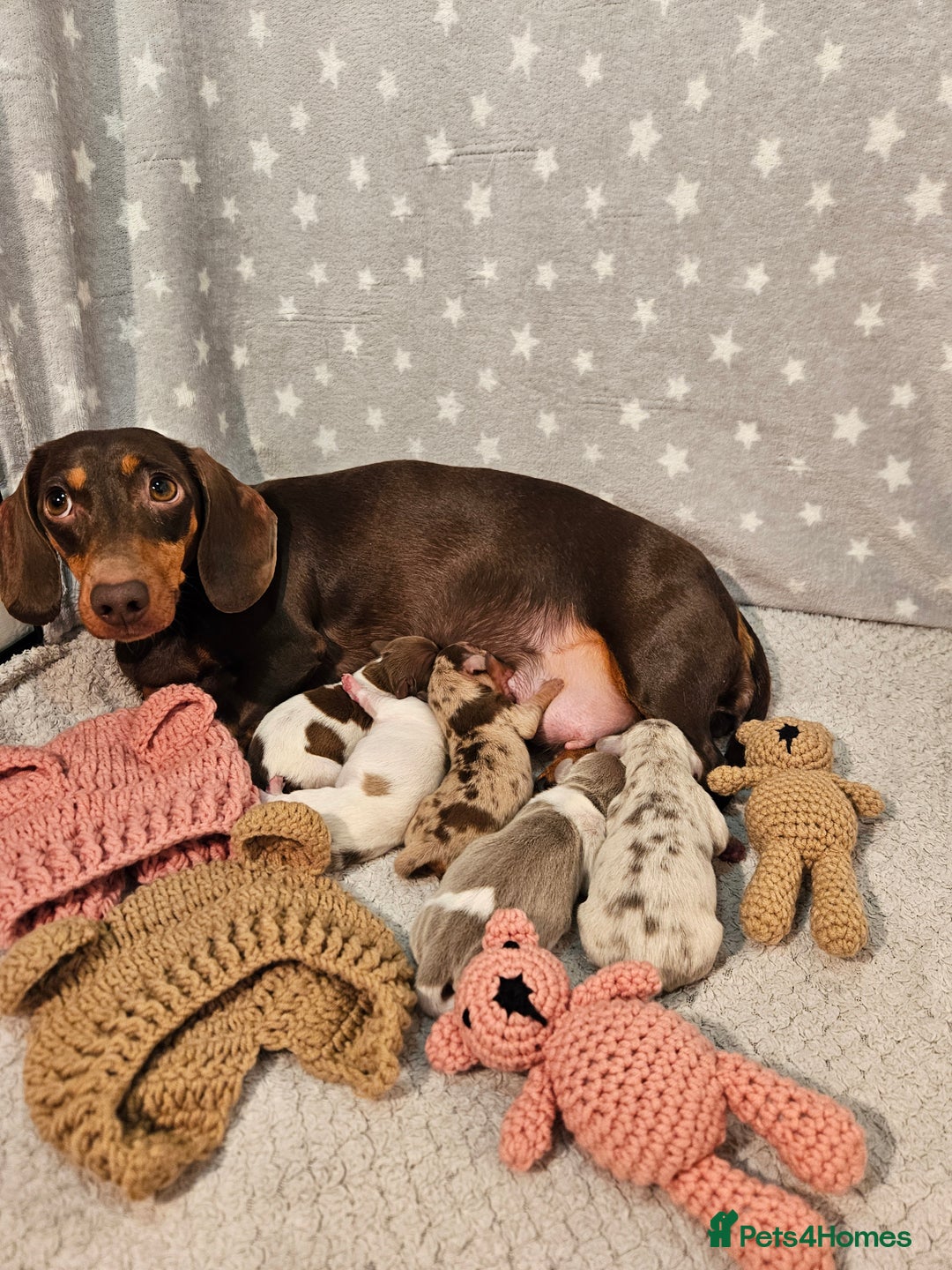 Miniature Dachshund dogs for sale: Stunning KC miniaturedachshunds KC - Advert 1