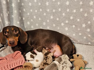 Miniature Dachshund dogs Stunning KC miniaturedachshunds KC - Advert 7