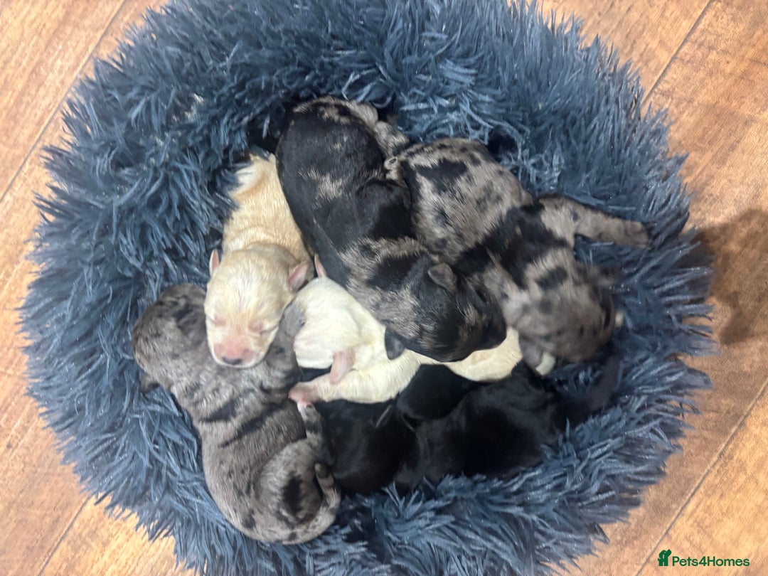 Cavapoochon dogs for sale: Teddy bear Cavapoochons health tested lineage - Advert 14