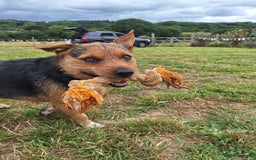 Patterjack dogs for stud: Jack Russell cross Patterdale for stud - Image 20