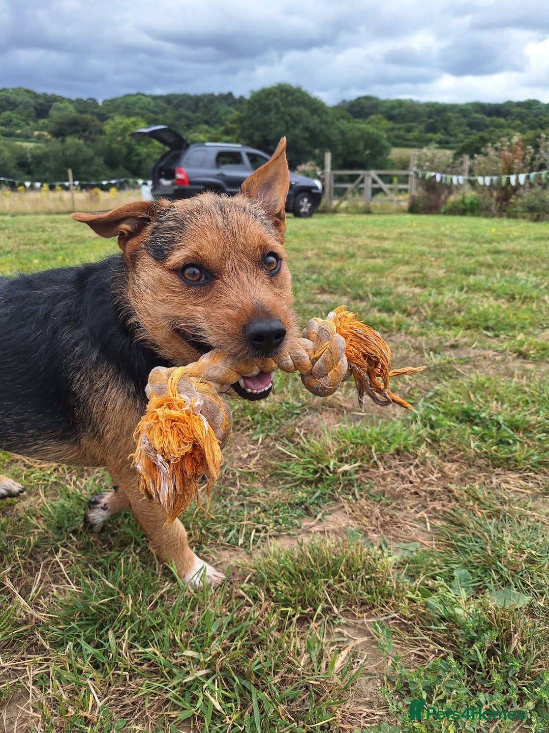 Patterjack dogs for stud: Jack Russell cross Patterdale for stud - Image 20