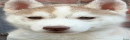 Siberian Husky dogs for sale: Siberian husky puppy dog  - Advert 1