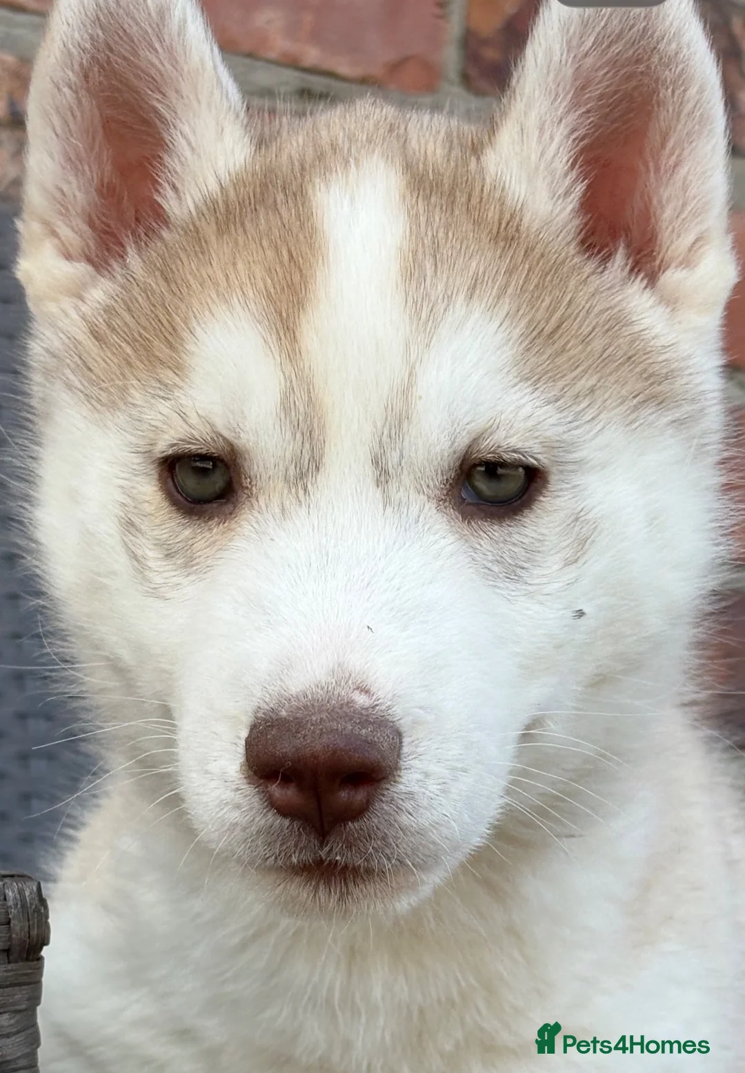Siberian Husky dogs for sale: Siberian husky puppy dog  - Advert 1