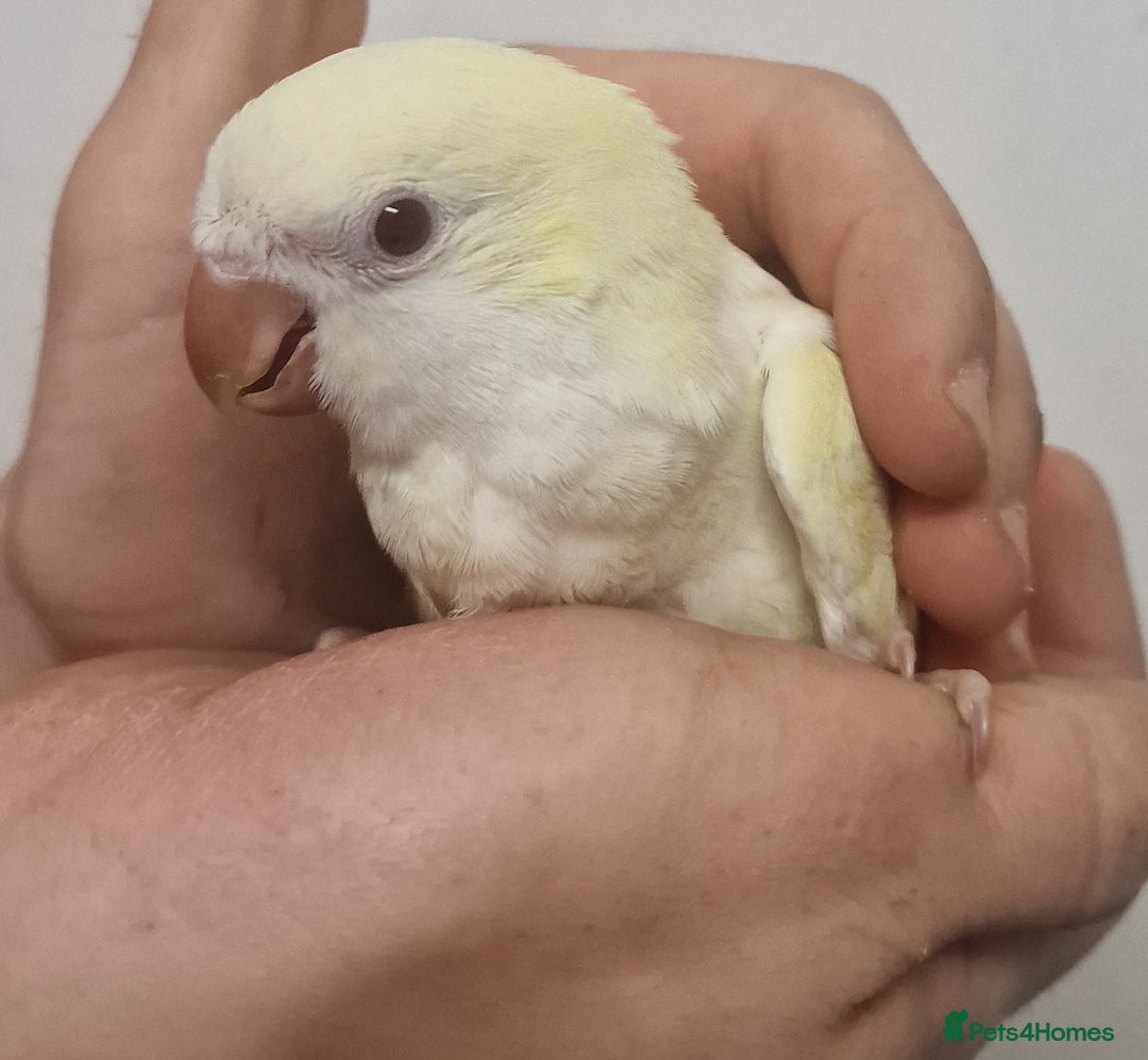 Parrots birds for sale: LOOK! BIRDS/PARAKEETS/PARROTS AVAILABLE  - Image 4