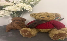 Cavapoo dogs for sale: outstanding Cavapoo’s, with heart tested parents - Advert 9