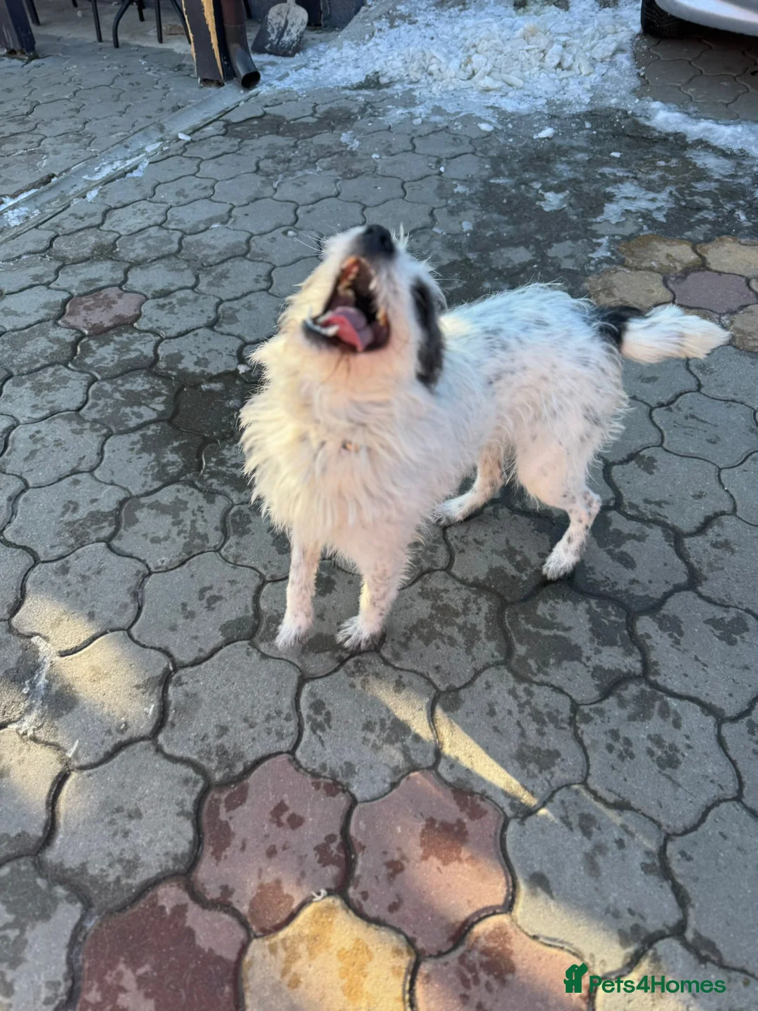 Mixed Breed dogs for adoption: 🐾MIRA🐾, a beautiful young girl for a Loving Home - Advert 23