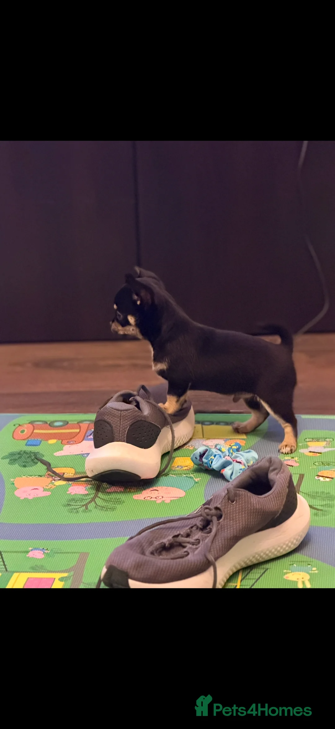 Chihuahua dogs for sale: Playful baby boy tri coloured chihuahua  - Advert 5