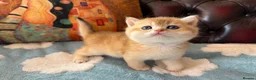 British Shorthair cats for sale: Lovely golden BSH & BLH kittens - Advert 23