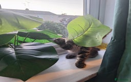 Domestic Shorthair cats for sale: 2 male kittens ready to leave today!  - Image 9