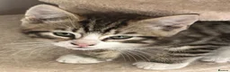 Mixed Breed cats for sale: Beautiful Kittens  - Advert 6