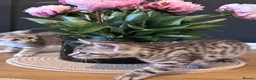 British Shorthair cats for sale: Beautiful litter of British shorthair cross  in Yeovil - Advert 13