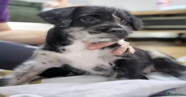 Mixed Breed dogs Frenchi /Mini Poodle Puppies First Gen ❤️  - Advert 12