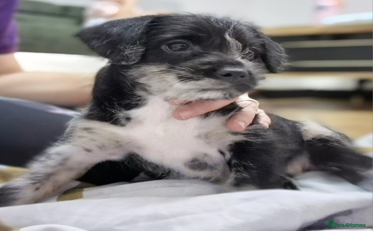 Mixed Breed dogs Frenchi /Mini Poodle Puppies First Gen ❤️  - Advert 16