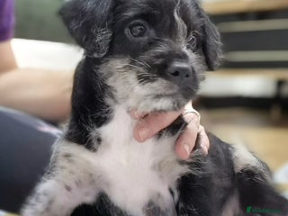 Mixed Breed dogs Frenchi /Mini Poodle Puppies First Gen ❤️ - Advert 9