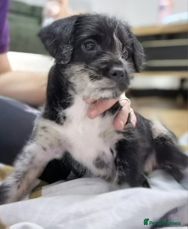 Mixed Breed dogs Frenchi /Mini Poodle Puppies First Gen ❤️ - Advert 16