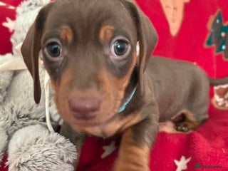 Miniature Dachshund dogs Miniature dachshund puppies - Advert 5