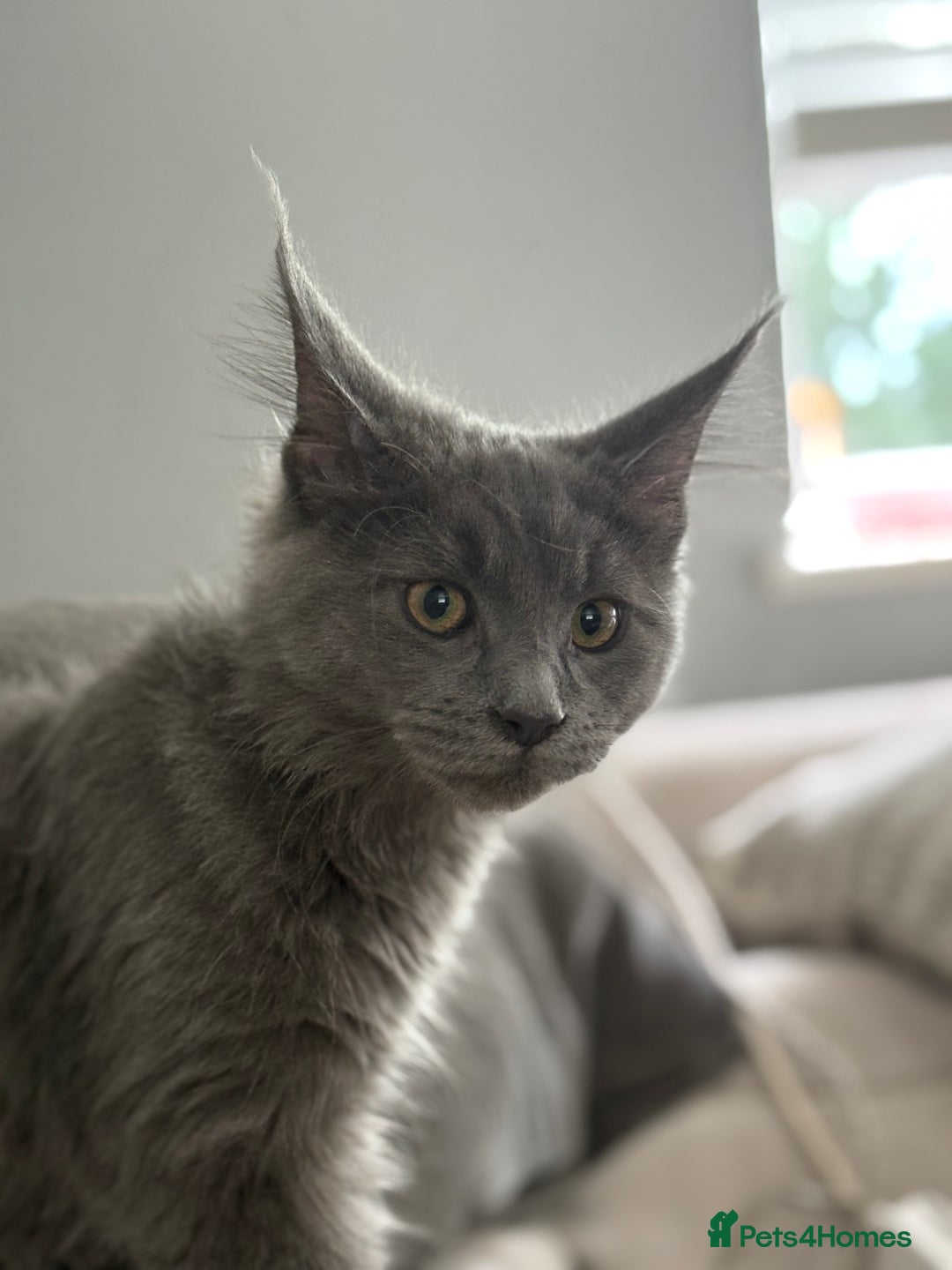 Maine Coon cats for sale: Maine Coon Kitten (Last of Litter Available Now) - Image 11