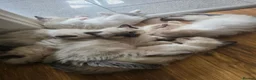 Ragdoll cats for sale: Sky kittens 😸 ♥️  - Advert 6