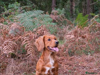 Cocker Spaniel dogs Gunner, KC Registered, Fully Health Tested WCS in Bury Saint Edmunds - Advert 6