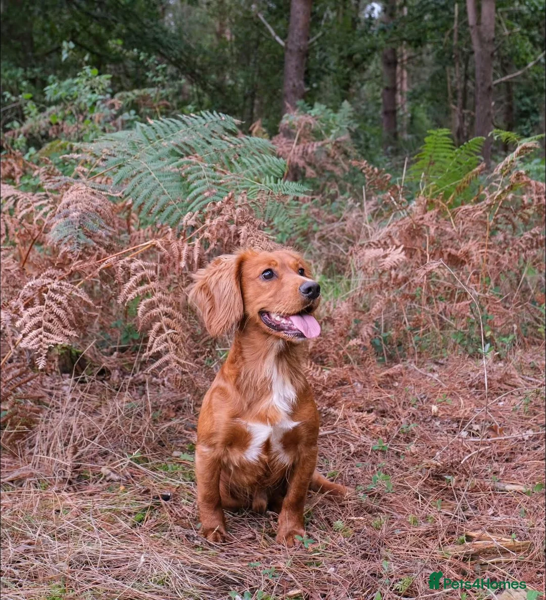 Cocker Spaniel dogs for stud: Gunner, KC Registered, Fully Health Tested WCS in Bury Saint Edmunds - Advert 1