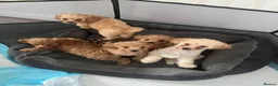 Toy Poodle dogs for sale: 5 Adorable Toy Poodle Puppies - Advert 1