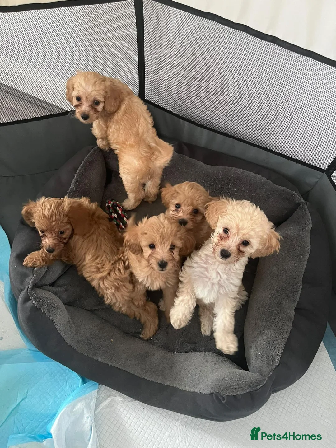 Toy Poodle dogs for sale: 5 Adorable Toy Poodle Puppies - Advert 1