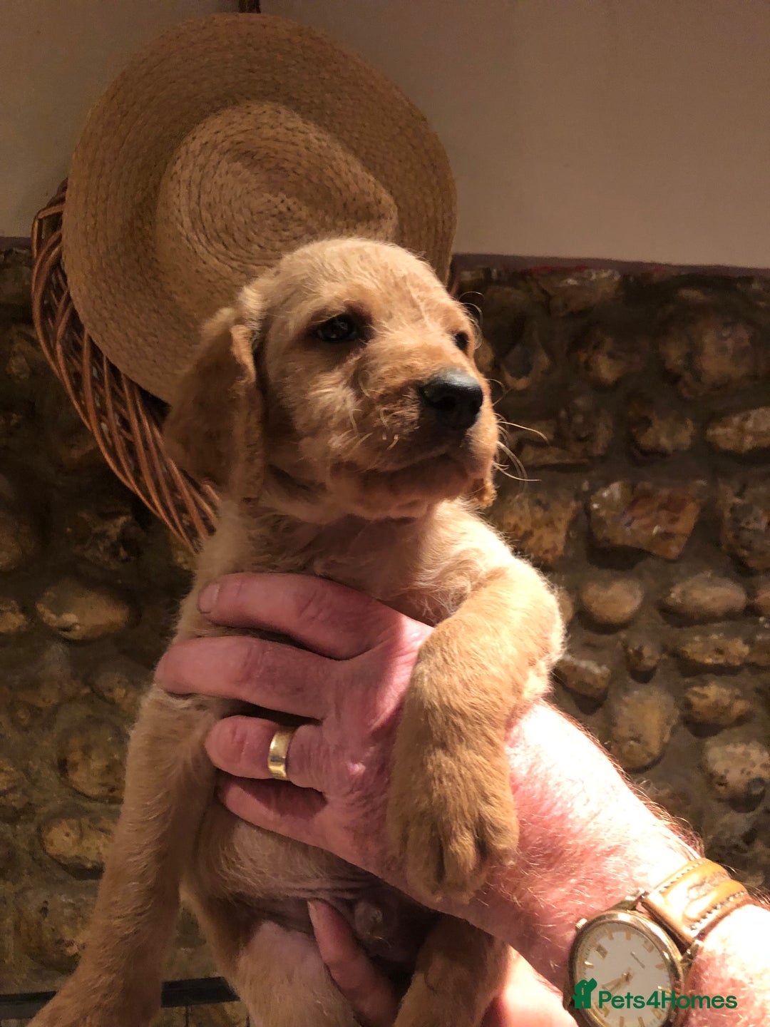 Labradoodle dogs for sale: READY NOW TOP QUALITY Standard F1 Labradoodles - Advert 2