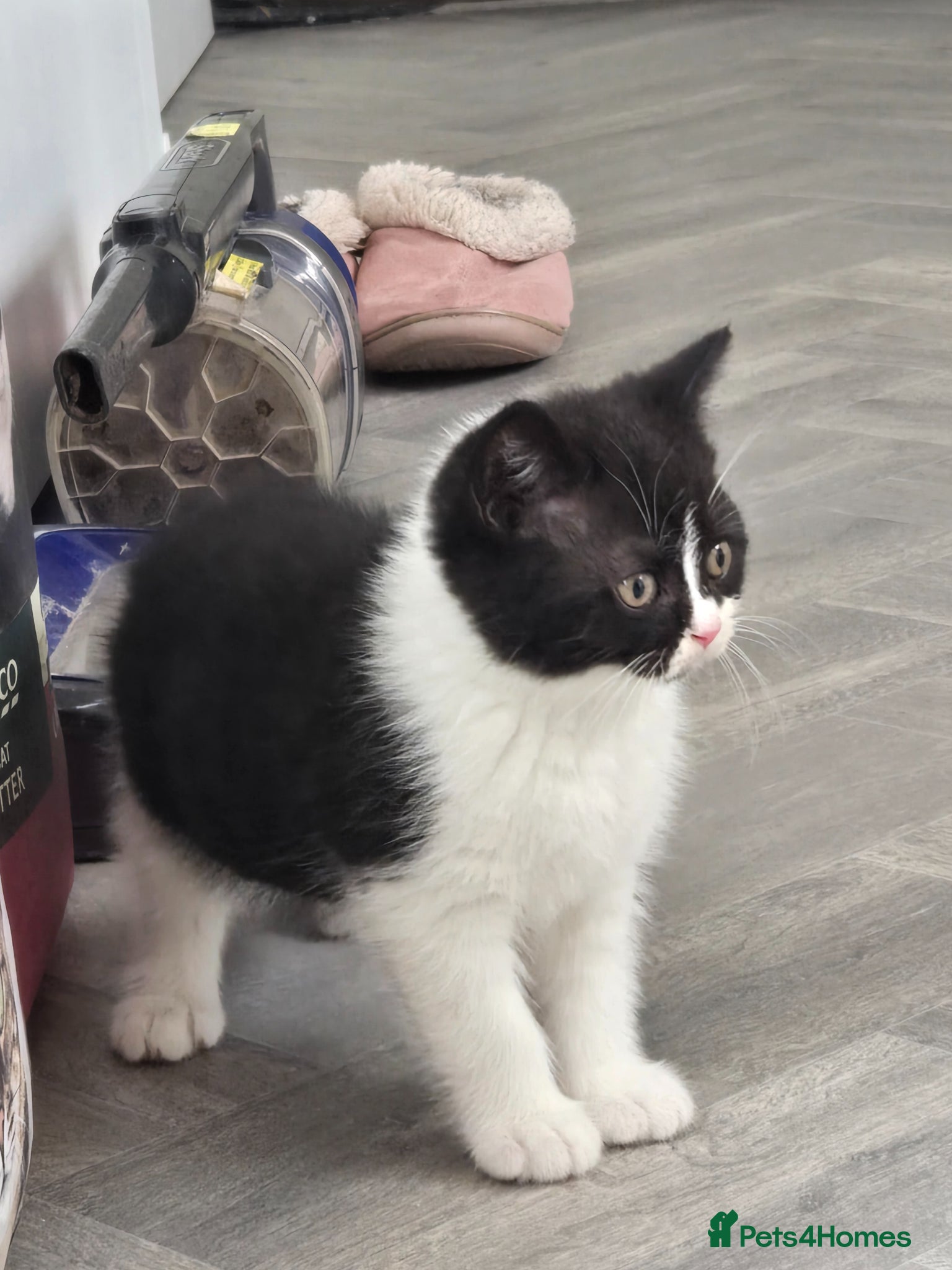 British Shorthair cats READY NOW 2 BOYS LEFT - Advert 18