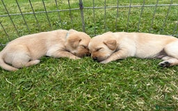 Labrador Retriever dogs for sale: Beautiful Labrador Puppies  - Image 15