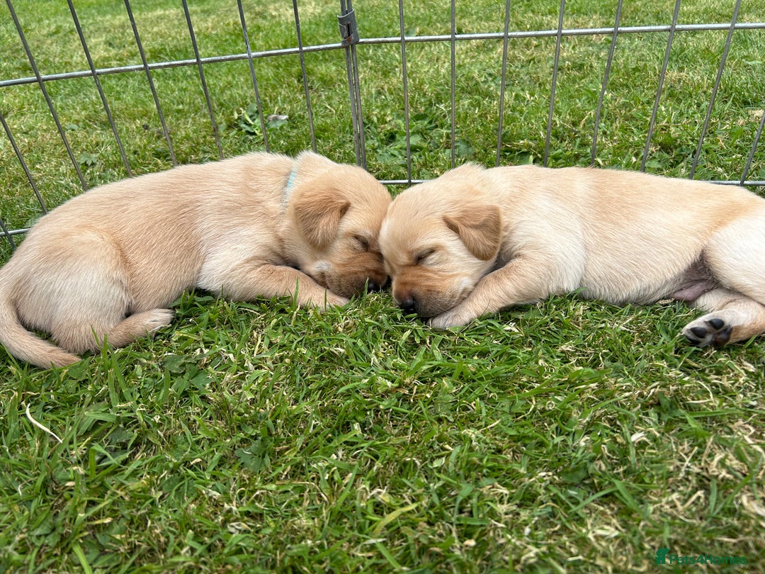 Labrador Retriever dogs for sale: Beautiful Labrador Puppies  - Image 15