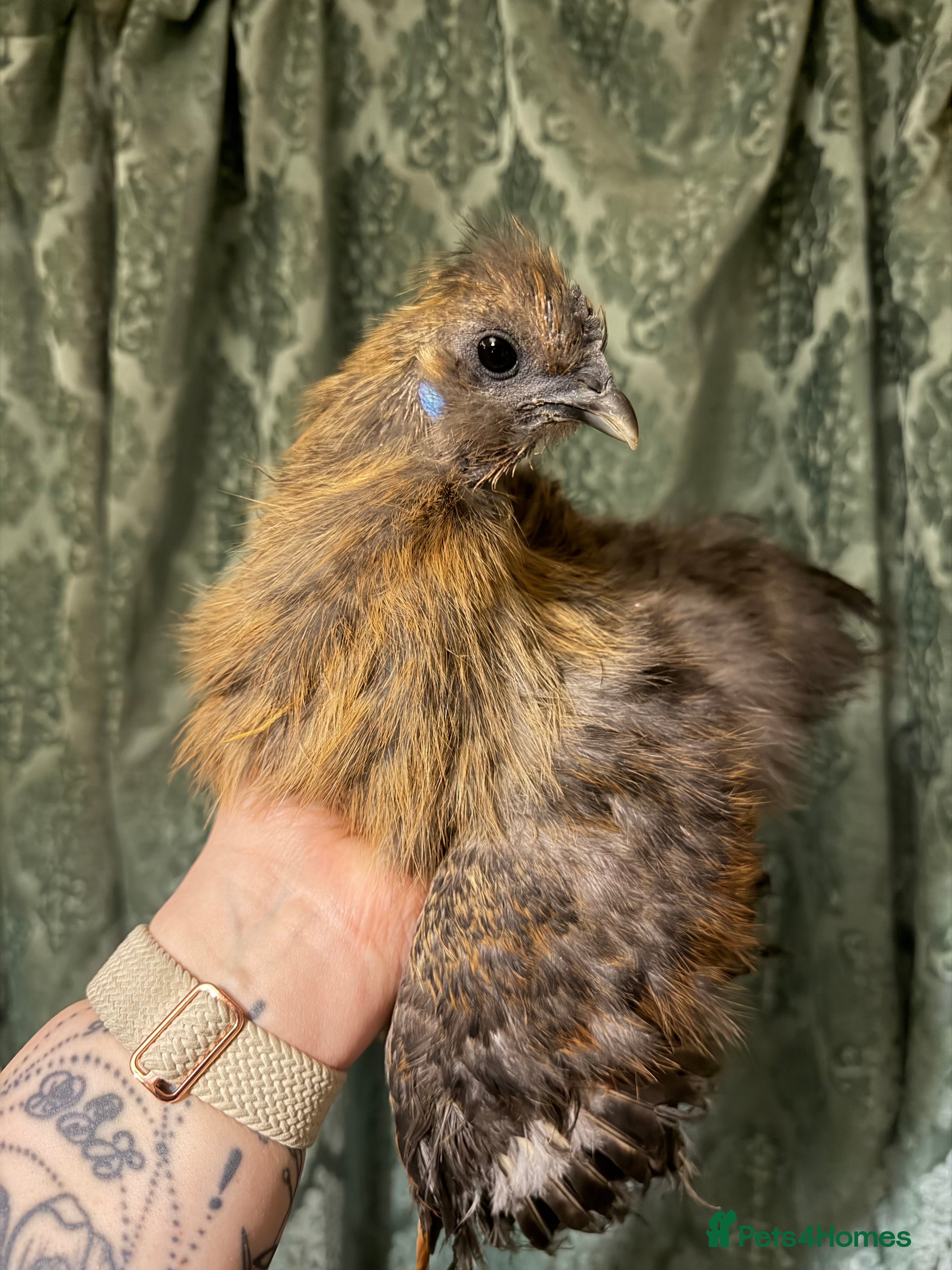 Chickens poultry Silkie cockerel in Scarborough - Advert 1