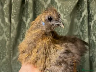 Chickens poultry Silkie cockerel in Scarborough - Advert 2