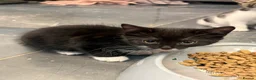 Domestic Shorthair cats for sale: 5 Adorable Little Kittens - Advert 8