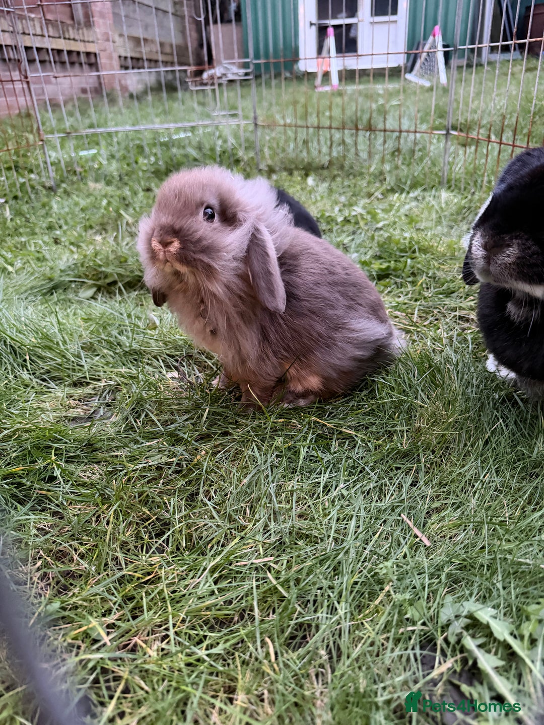 French Lop rabbits for sale: Beautiful French lops available - Advert 17