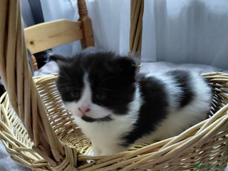 Mixed Breed cats - Advert 6