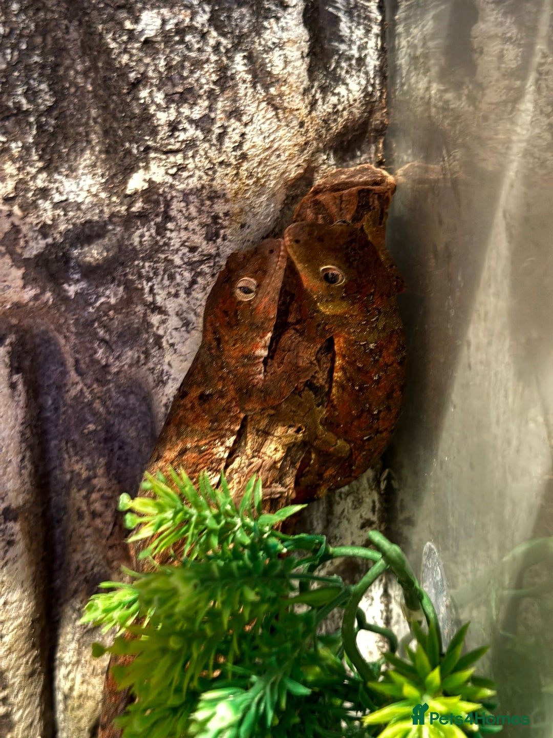 Gecko reptiles for sale: Breeding pair chahoua gecko  - Image 5