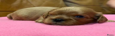 Cavalier King Charles Spaniel 2