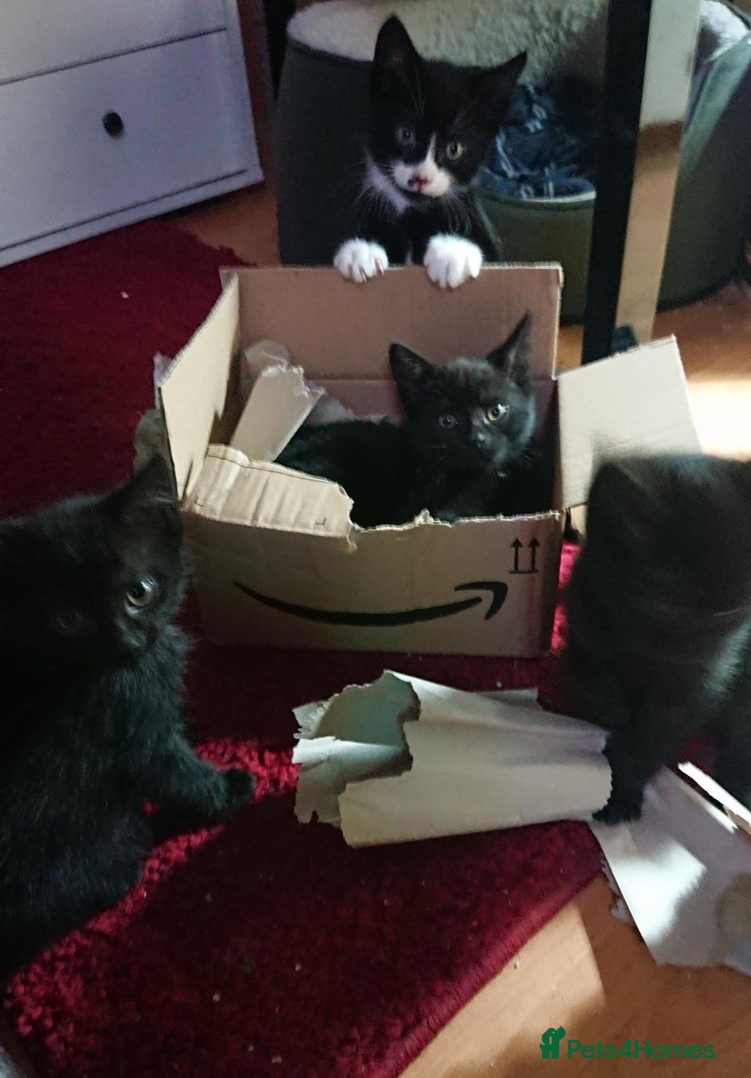 Mixed Breed cats for sale: Beautiful litter of 5 kittens 3 girls 2 boys - Advert 6