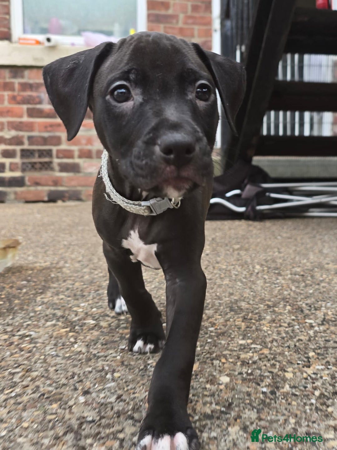 Mixed Breed dogs for sale: Staff cross pups - Image 7