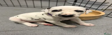 Dalmatian 7