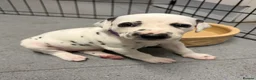 Dalmatian dogs for sale: Dalmatian puppies - Advert 20