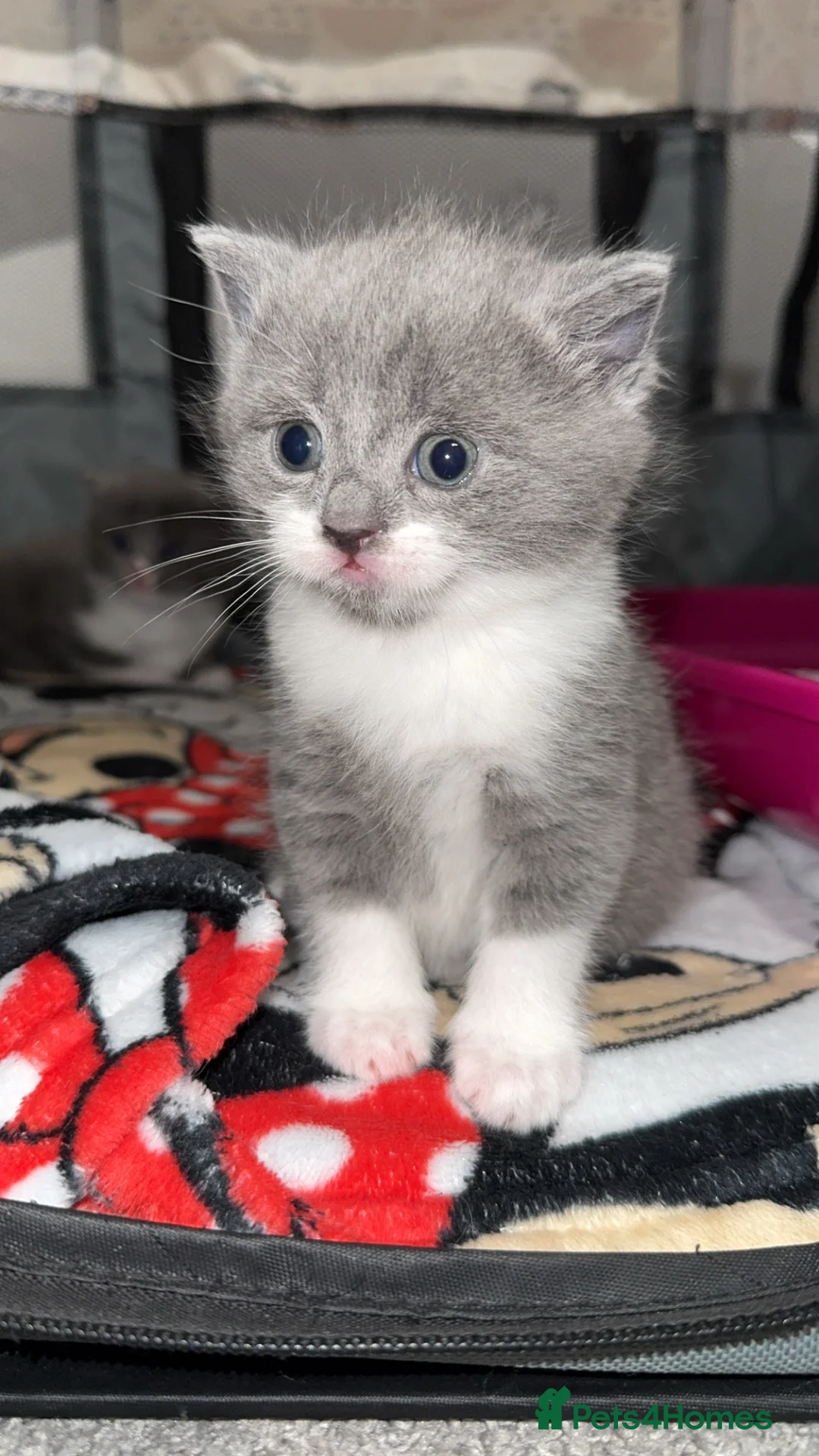 Mixed Breed cats for sale: Persian blue Russian & Tabby - Advert 1