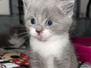 Mixed Breed cats Persian blue Russian & Tabby - Advert 1