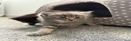 British Shorthair cats for sale: 2 beautiful kittens - Advert 3