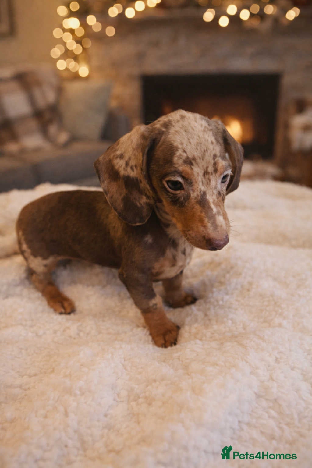 Miniature Dachshund dogs Miniature dachshund  - Advert 16