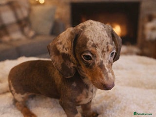 Miniature Dachshund dogs Miniature dachshund - Advert 6