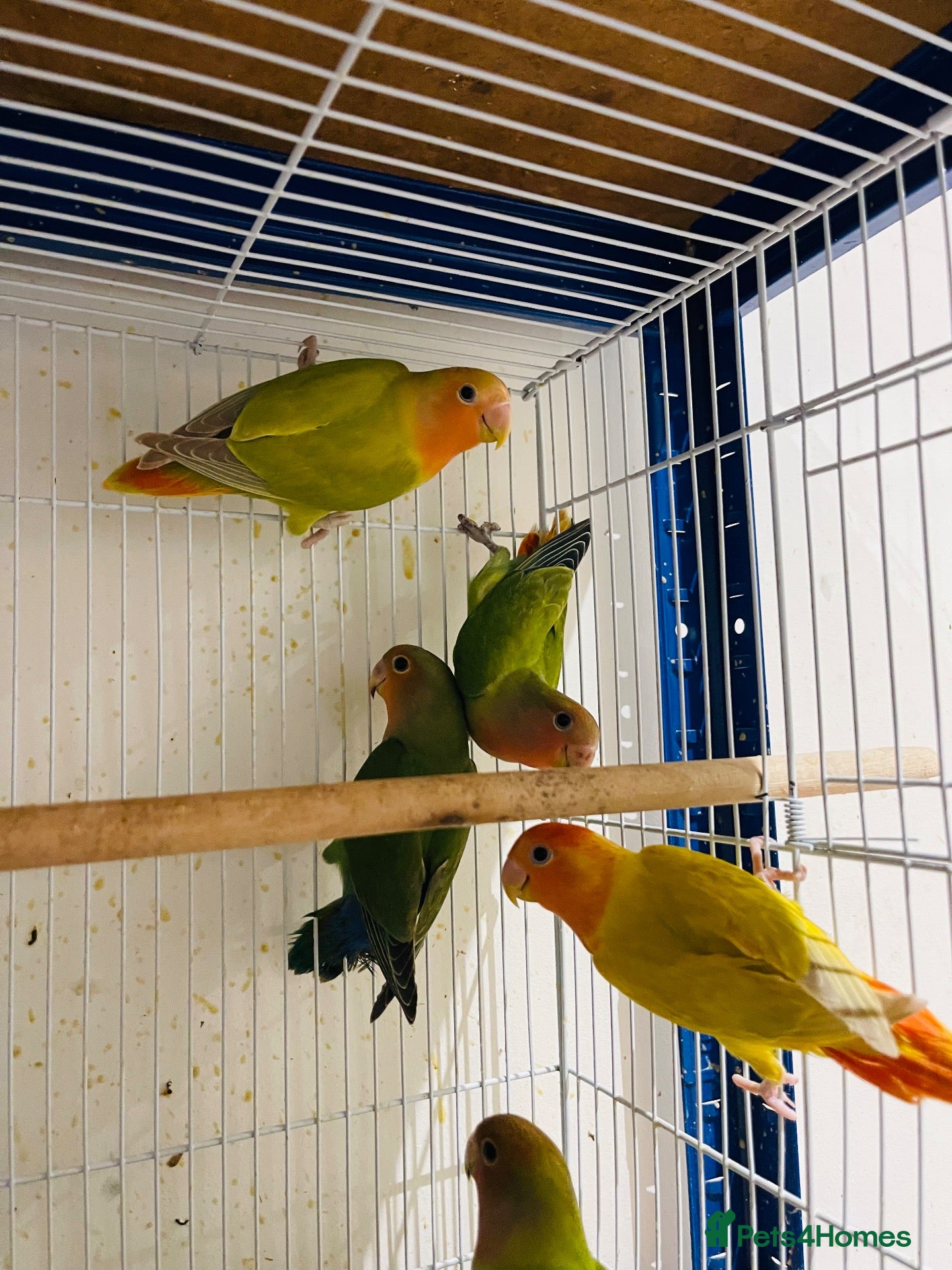 Lovebirds birds lovebirds for sale - Advert 1