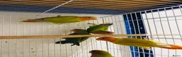 Lovebirds birds for sale: lovebirds for sale - Advert 1