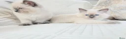 Ragdoll cats for sale: Blue Point Ragdoll Kittens 3 boys left  - Advert 13