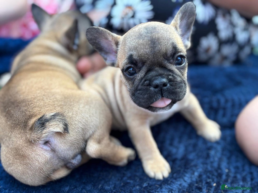 French Bulldog dogs for sale: French bulldog puppies - Image 5